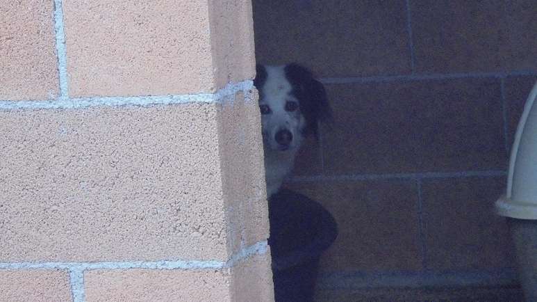 Un cane dietro a un muro (foto di archivio)