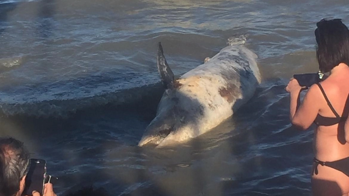 La carcassa del delfino spiaggiato a Cesenatico