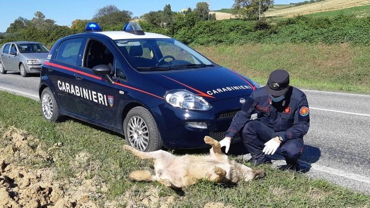 I carabinieri forestali con il lupo femmina deceduto