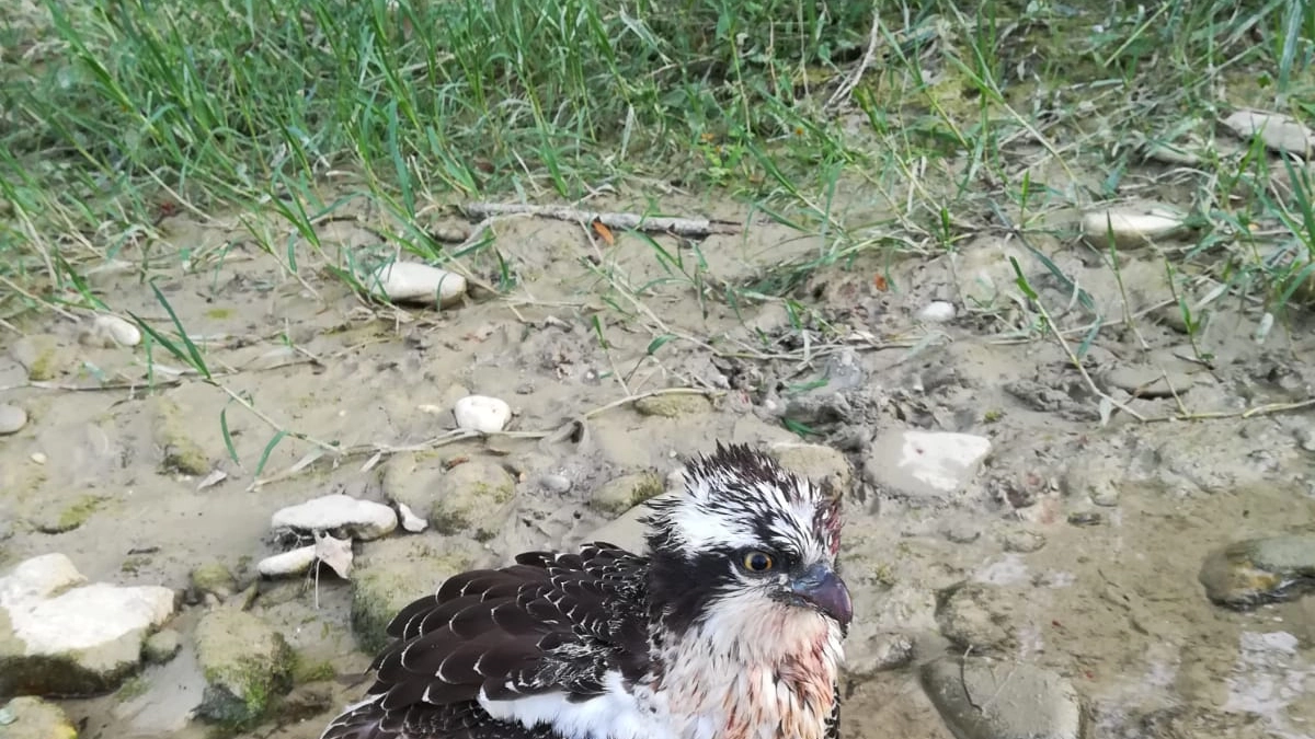 Il falco pescatore ferito