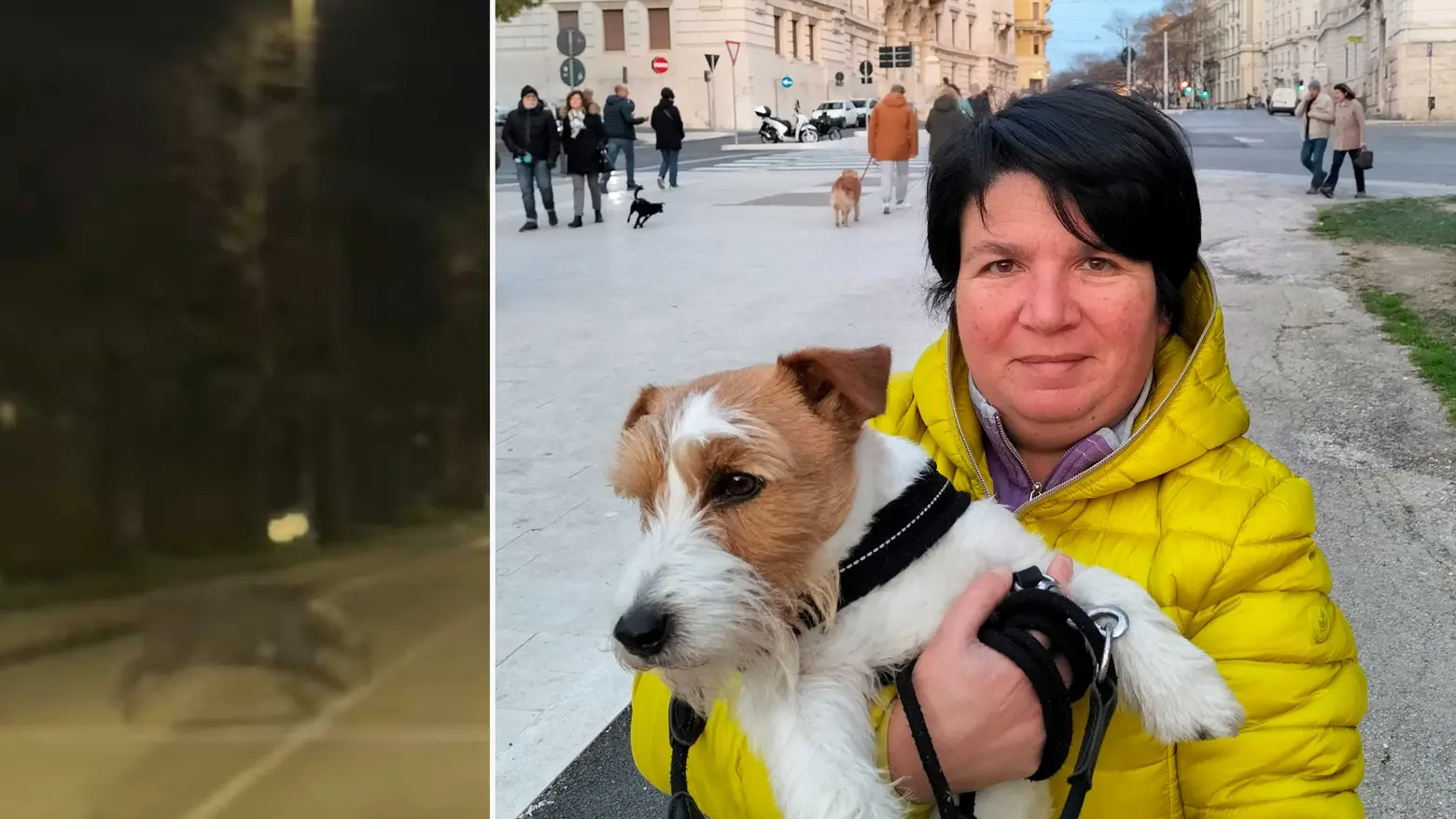 Alessandra Masini con il suo cagnolino e il cinghiale che attraversa la strada