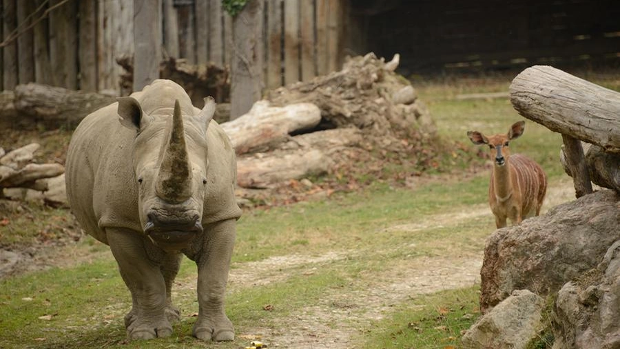 Il rinoceronte del Parco Natura Viva Toby, morto a 54 anni
