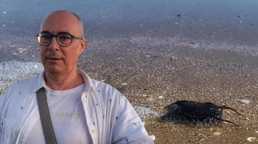 I borsellini delle sirene tornano a invadere le spiagge di Pesaro: cosa sono