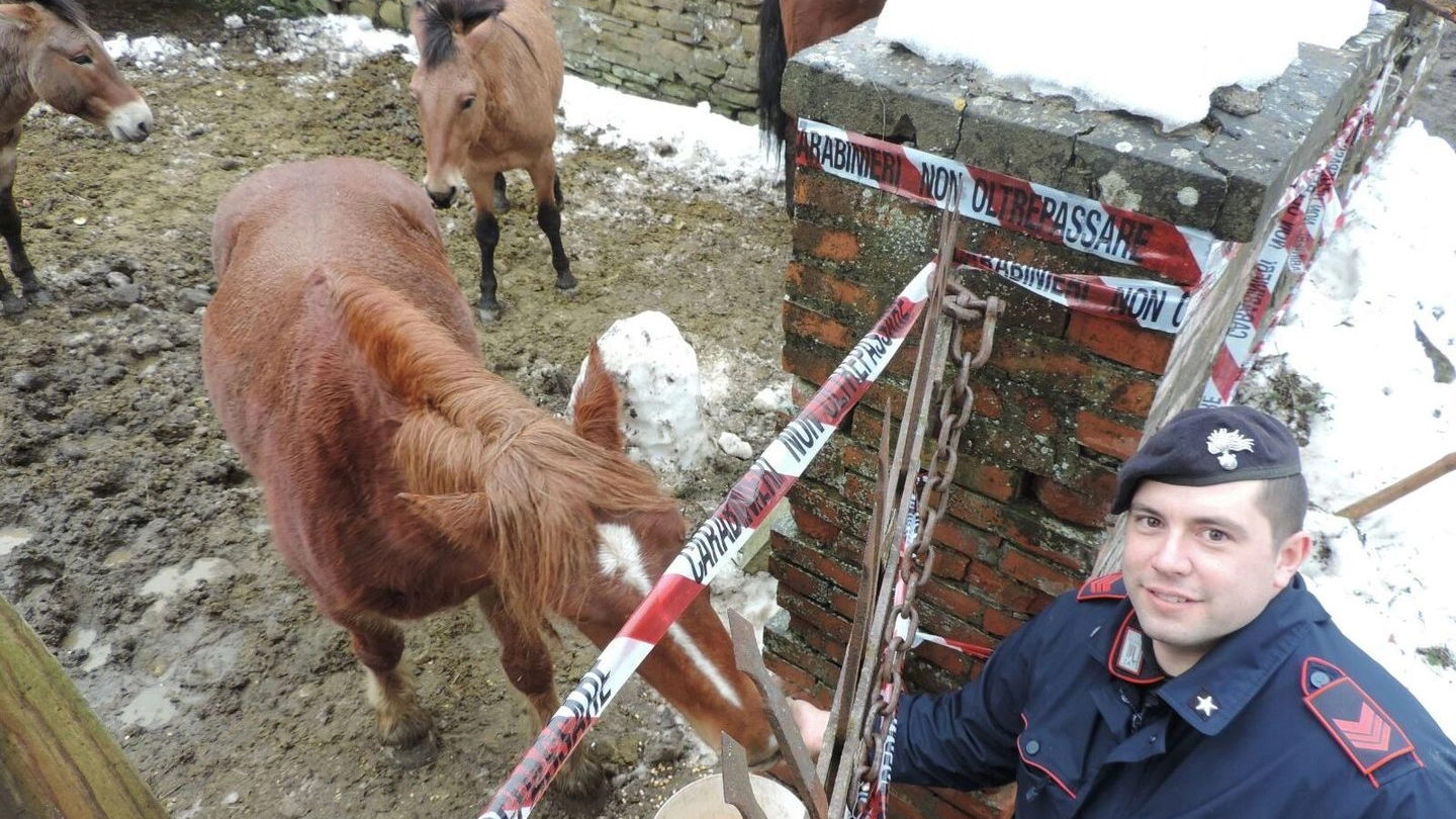 "Ravenna, cavalli e muli abbandonati nella neve", in tre a processo