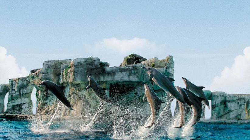 I delfini nella Laguna di Oltremare