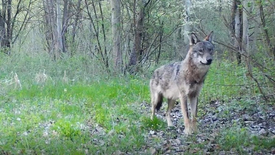 Avvistati i lupi nella golena del Po (Foto archivio)