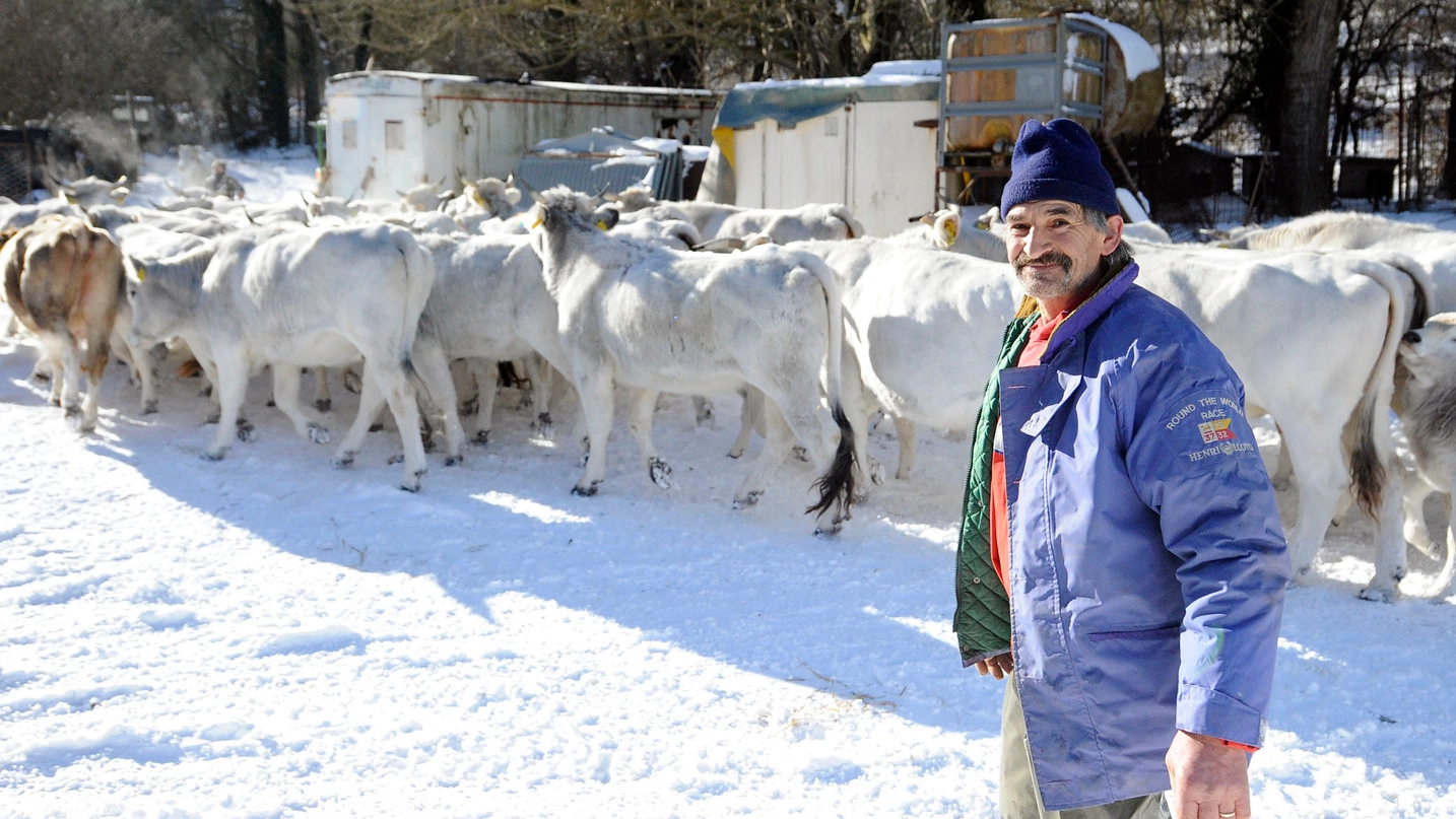 L’allevatore Fabio Troiano con le vacche sulla neve (foto Calavita)