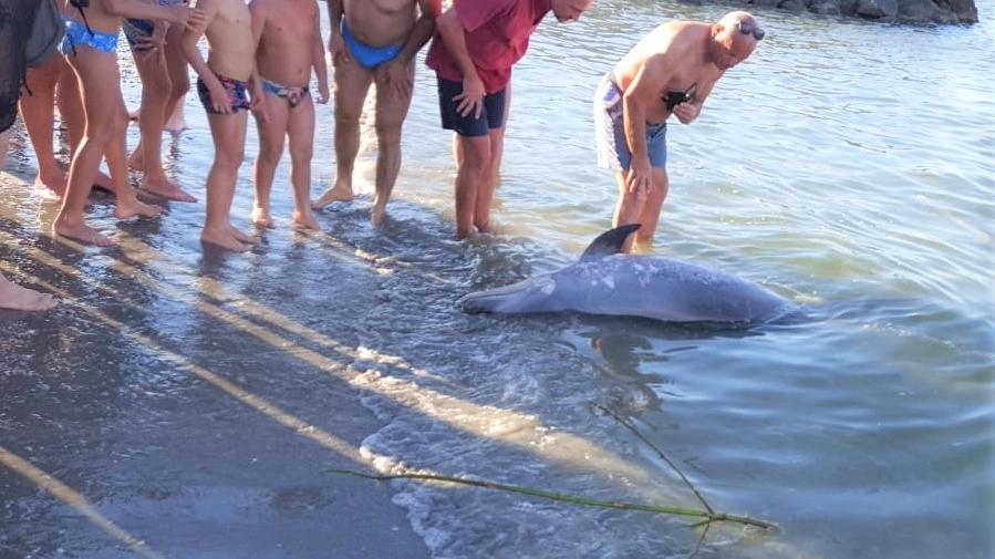 la carcassa del delfino spiaggiata a Ponente di Cesenatico