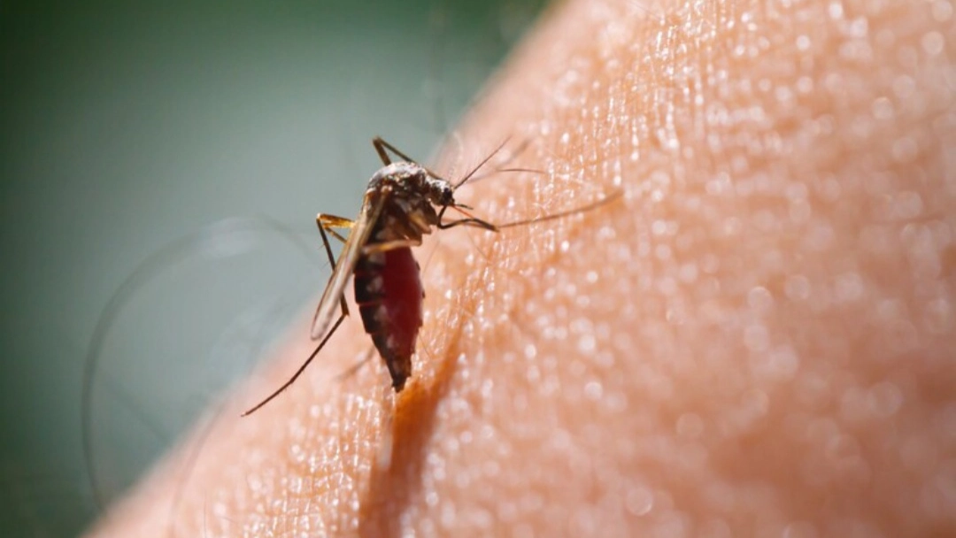 Una zanzara, foto generica. Una adonna di 45 anni è morta di West Nile dopo tre mesi di agonia