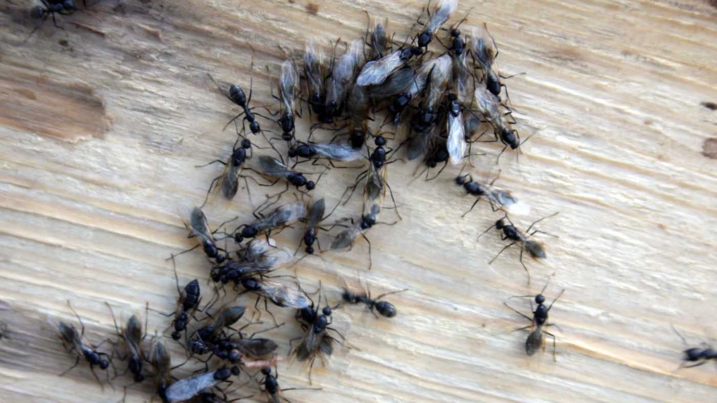Le formiche sono visitatrici abituali delle case