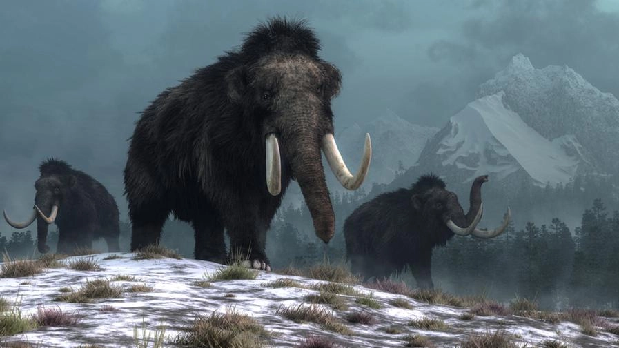 Il mistero della scomparsa dei mammut lanosi è forse stato risolto