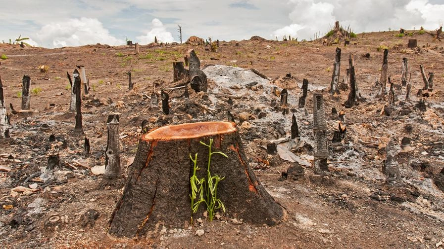 17.500 specie di alberi rischiano di scomparire