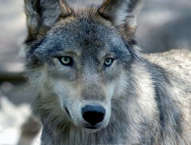 Il ritorno dei lupi, l’esperto: "Convivenza difficile, ma vanno abbattuti solo in casi estremi"
