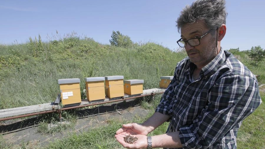 L’apicoltore Gastone Liverani mostra alcune delle api morte (foto Corelli)