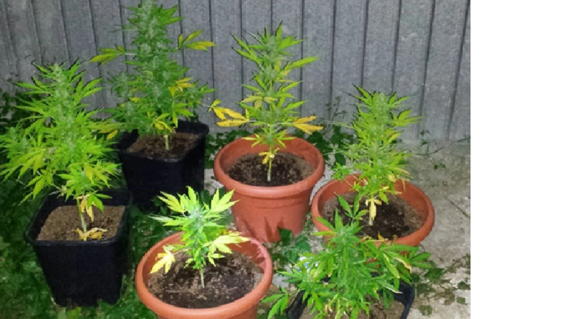 Due ragazzi arrestati per aver coltivato marijuana in una serra