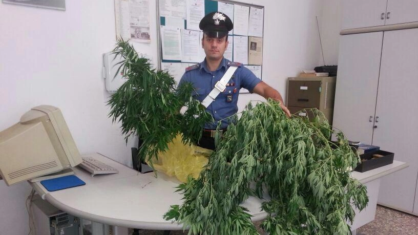 Un carabiniere con le piante di marijuana sequestrate (foto Mascellani)