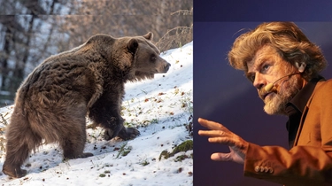 Messner: “Troppi orsi in Trentino, trasferiamoli in Siberia”. Spray anti aggressioni in Cdm