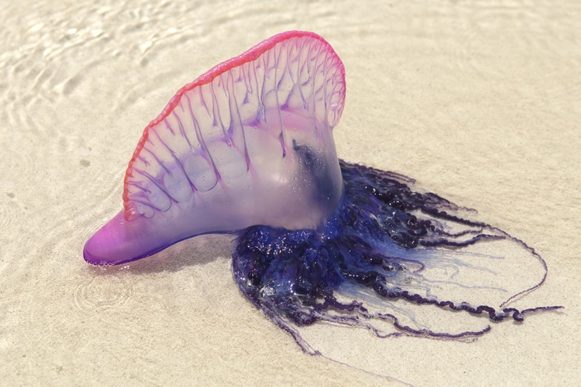 Physalia physalis, la caravella portoghese, un sifonoforo che somiglia alle meduse