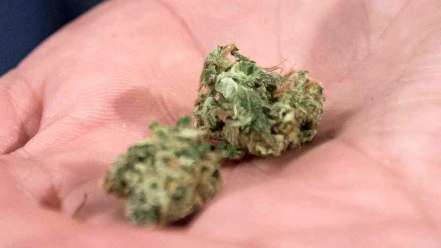 Un dose di marijuana (Foto Imagoeconomica)