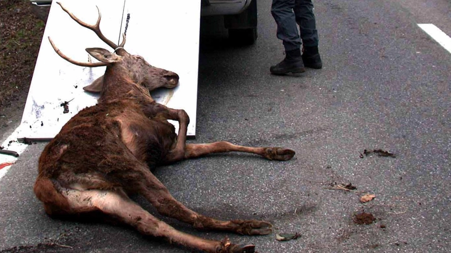 Un cervo investito e ucciso da un'auto (foto d'archivio)