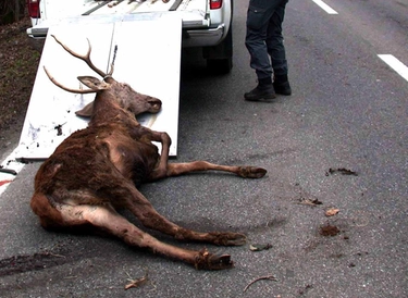 Belluno, un altro cervo ucciso in un incidente: in ospedale una bambina sotto choc