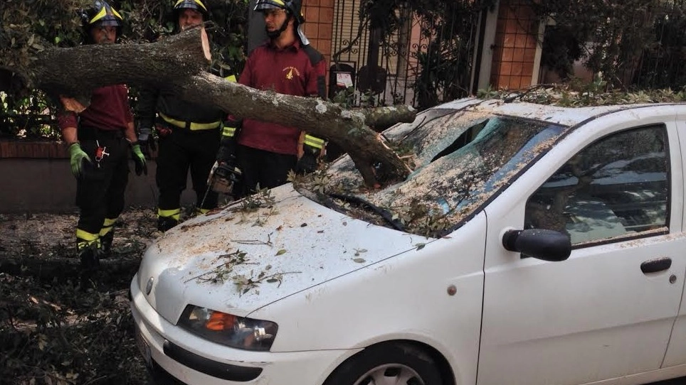 L’auto di Flavio Rogani ’trafitta’ da unramo di quercia (foto Vives)
