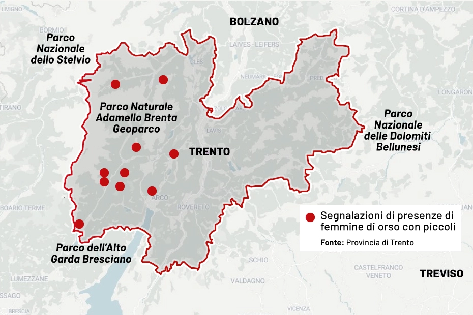 Orse con cuccioli in Trentino: la mappa delle segnalazioni 2023
