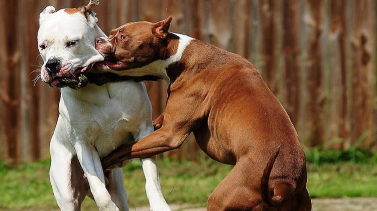Combattimento tra cani