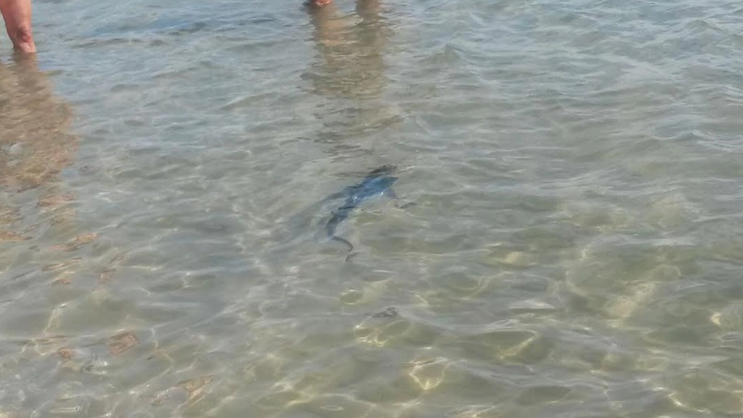 Il  piccolo squalo avvistato in mare stamattina