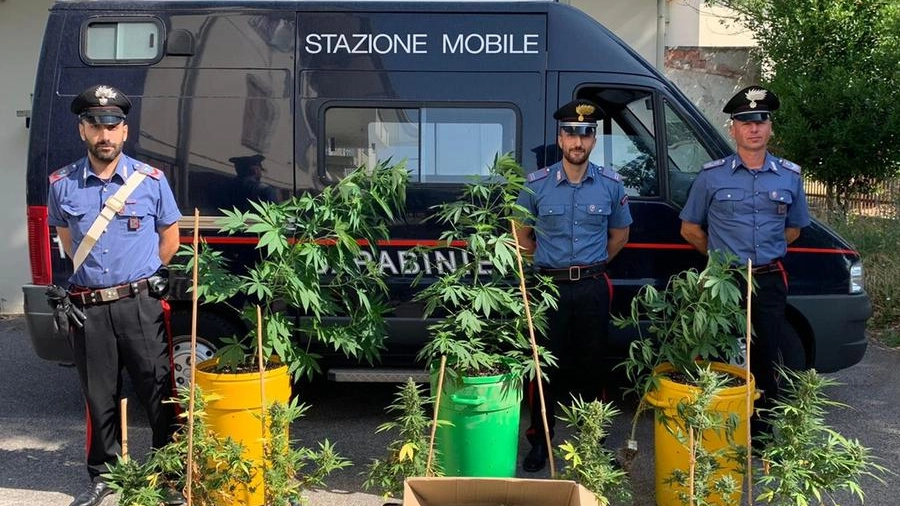 I carabinieri con le piante di cannabis sequestrate 