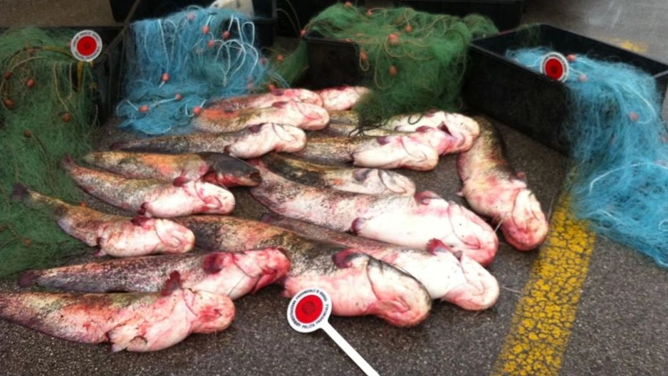 Parte del pesce pescato abusivamente nella Fossa Maestra a Canda 