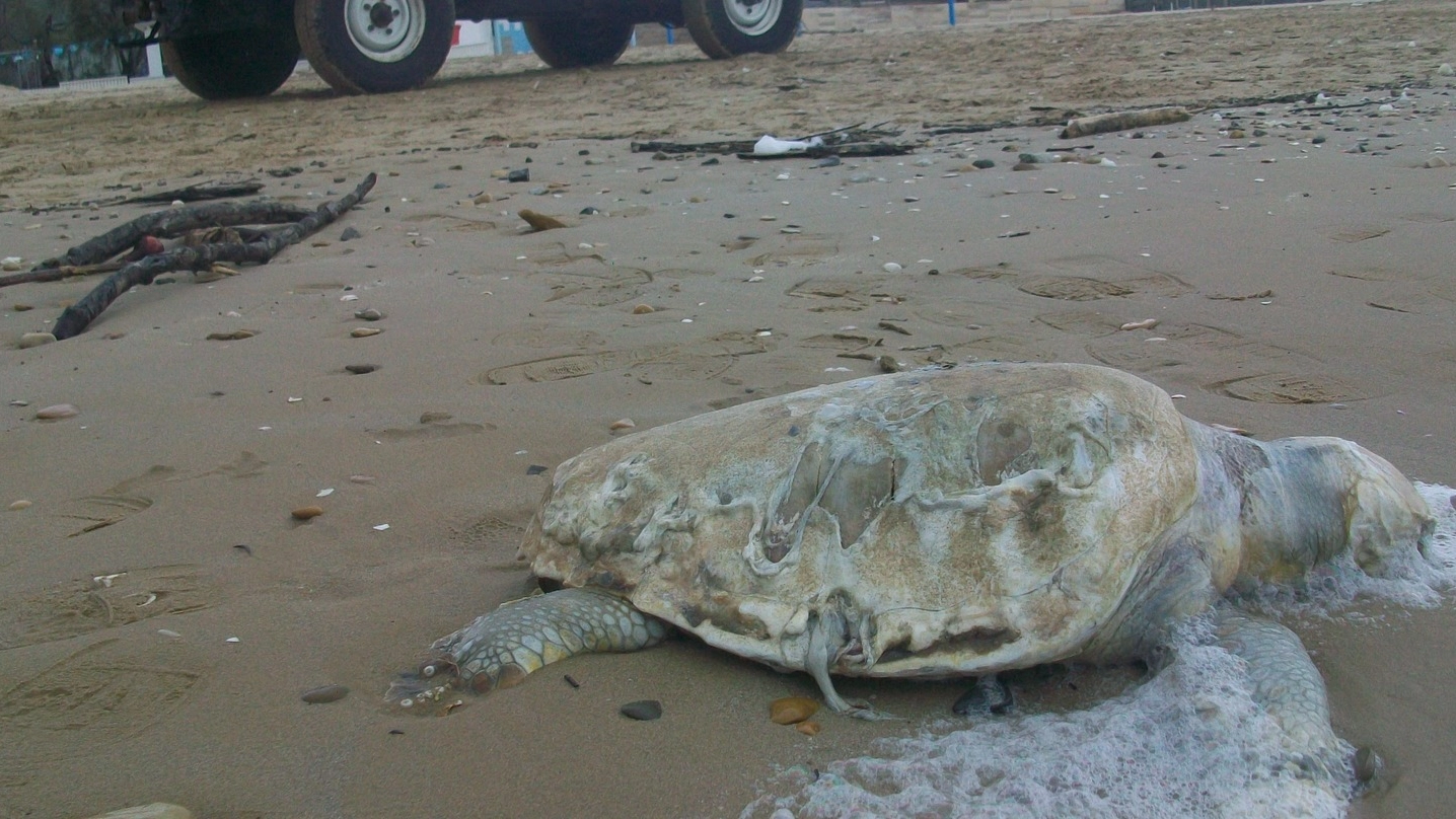 Una delle tartarughe marine trovate morte