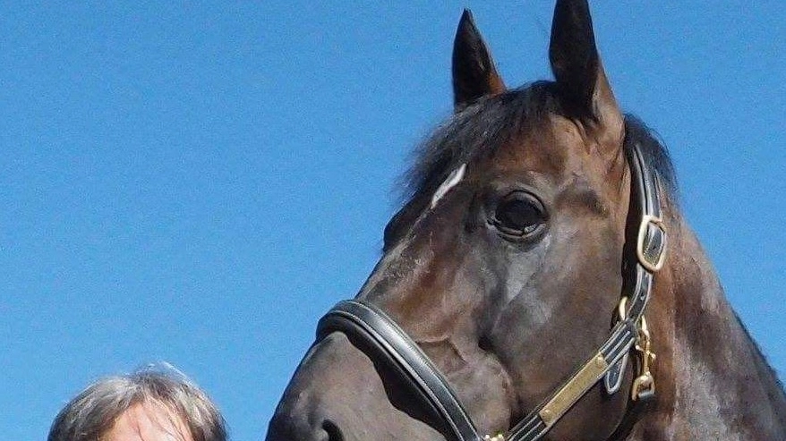 Niente più frustate ai cavalli all'ippodromo di Montecchio