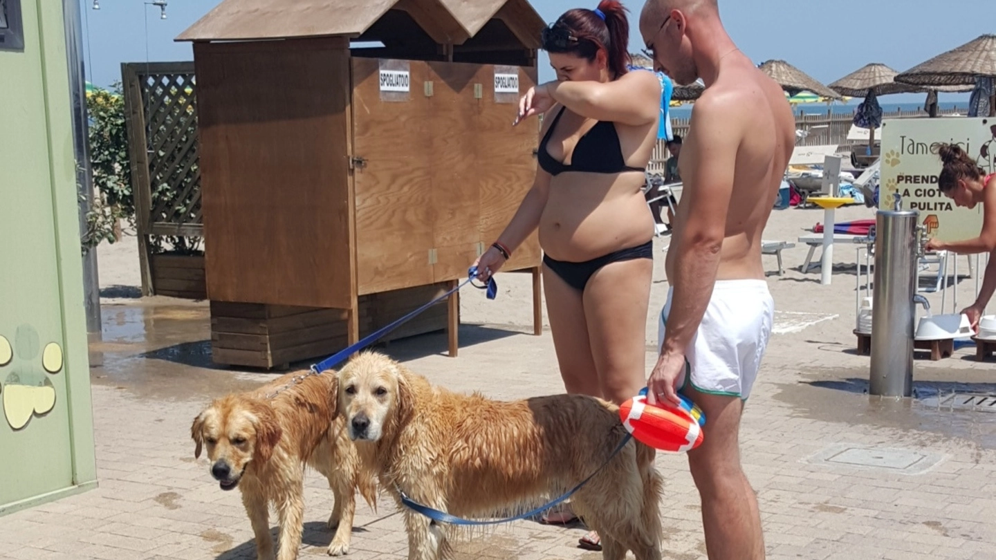 Rosolina Mare: i cani possono accedere alla spiaggia libera