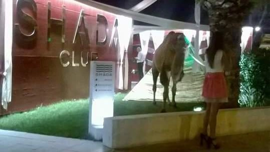 Un cammello davanti alla discoteca Shada