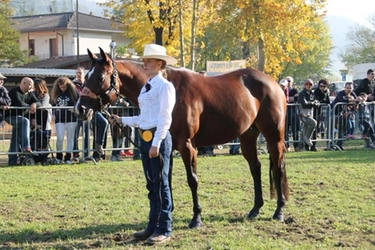 Faenza (Ravenna), imprenditore si compra un cavallo con gli aiuti per la crisi da covid