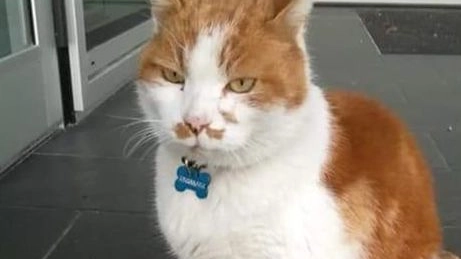 Il gatto Jerry, scomparso nei giorni scorsi. Era conosciuto da tutti in zona via Pomposa
