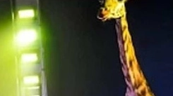 La giraffa del circo Madagascar
