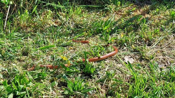 Il serpente rosso catturato al parco di Viserba