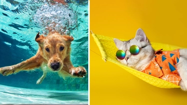 Vacanze con il cane o il gatto al mare 2023, hotel e spiagge pet-friendly in Romagna
