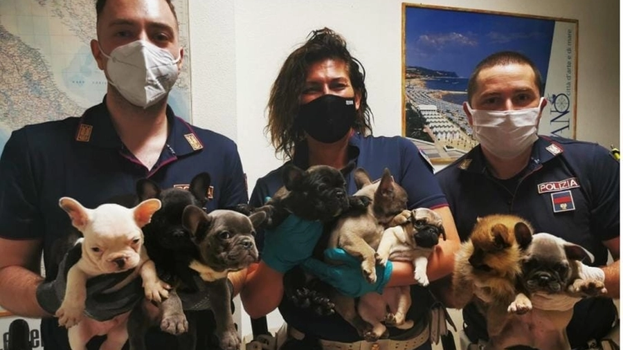 I 10 cuccioli salvati dalla Polizia