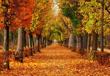 Cinque mete in Piemonte dove ammirare il foliage in autunno
