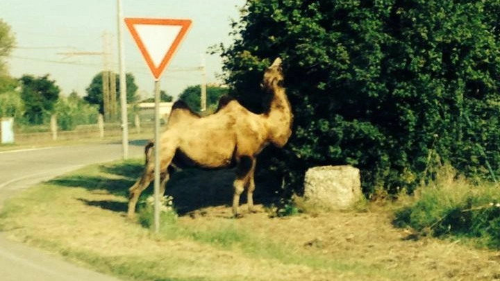 Il cammello fuggito dal circo Orfei a Valverde di Cesenatico