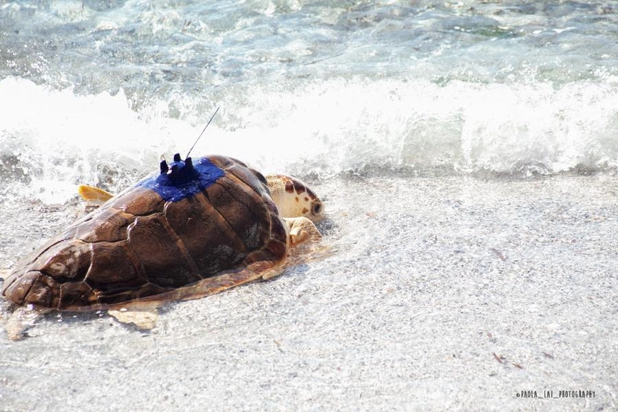 Una delle tartarughe liberate (foto di Paola lai)
