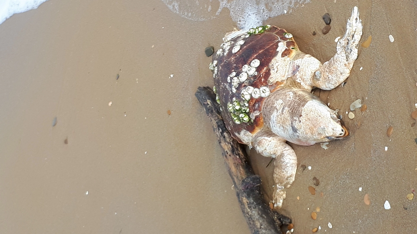 Una delle due tartarughe senza vita sulla spiaggia di ponente
