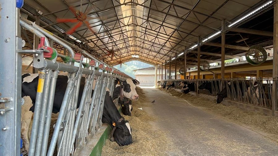 Mucche in una stalla lombarda