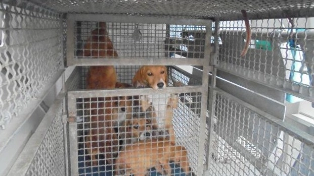 Alcuni dei cani salvati dalla casa degli orrori