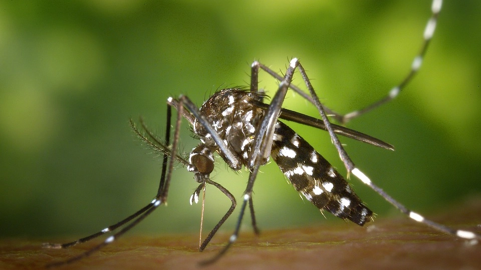 La dengue viene trasmessa dalla zanzara (Foto Dire)