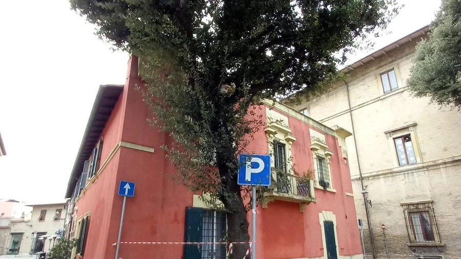 Il leccio secolare di piazza Marcolini a Fano condannato all’abbattimento