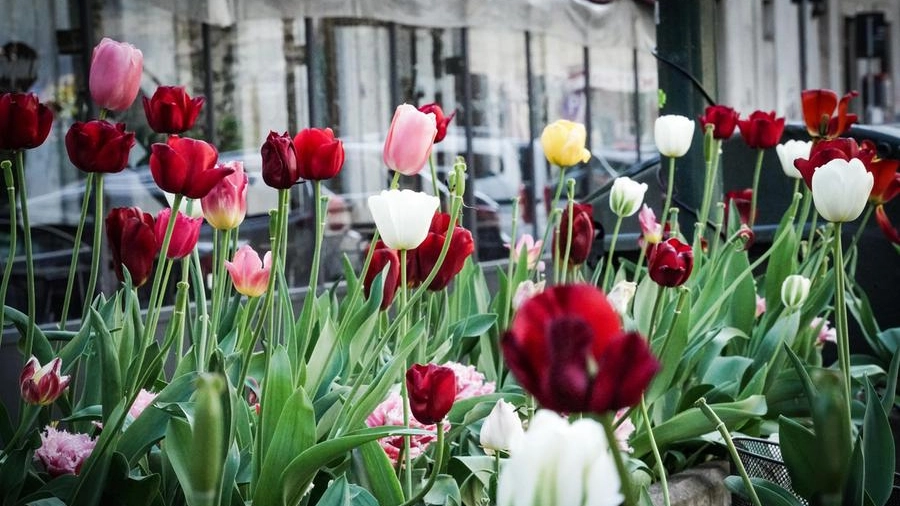 Verona dona bulbi di tulipano ai propri cittadini